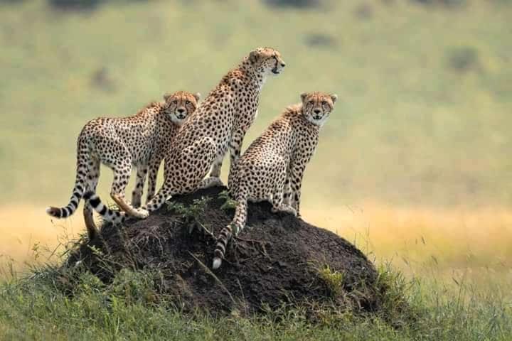 Lookout Homestay Sekenani Buitenkant foto